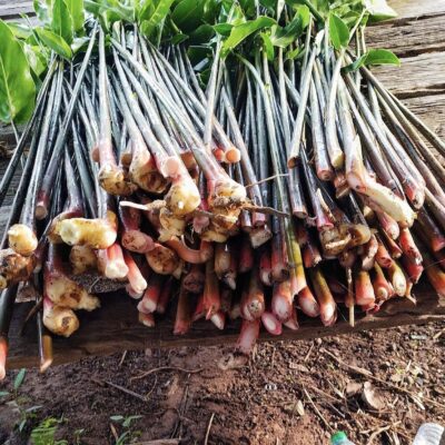 ข่า (มัดละ 20)
